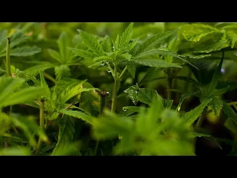 Paises donde el cannabis es legal